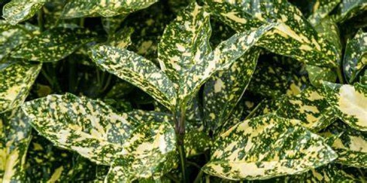 Is Aucuba toxic to humans?