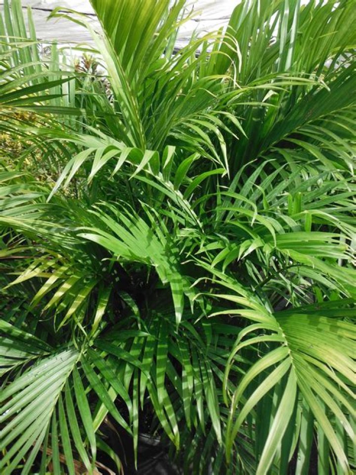 Is Cataractarum palm safe for cats?