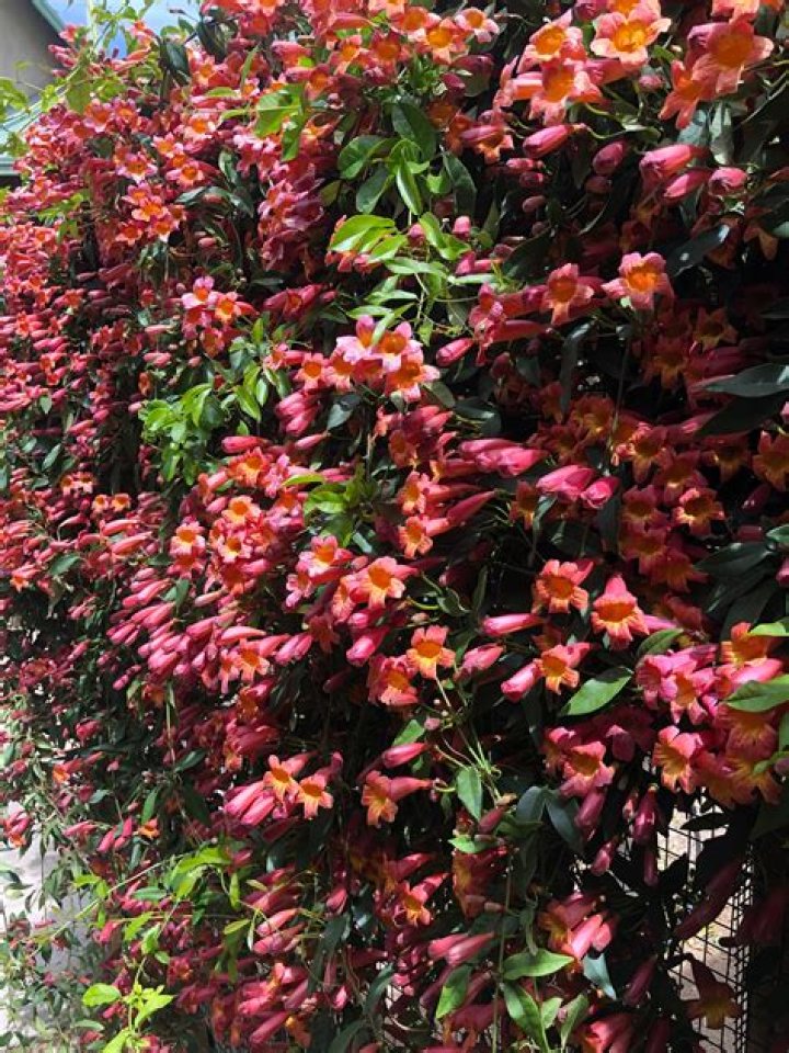 Is Crossvine poisonous?