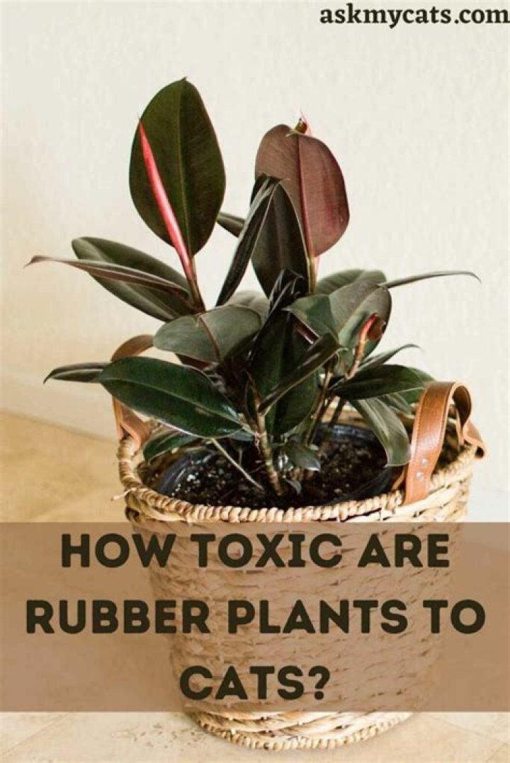Is Ficus Elastica toxic to pets?