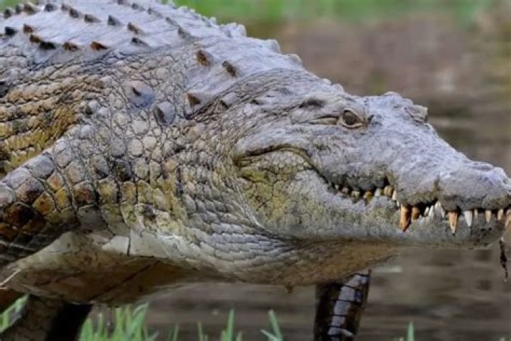 Is the Nile crocodile still alive?