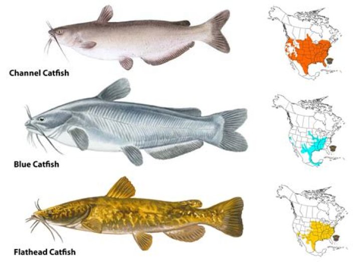 Is there a catfish shortage 2021?