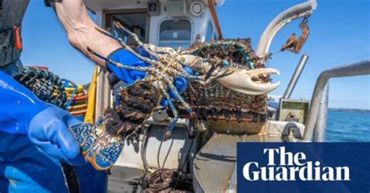 Not for the pot: how ‘V-notching’ lobsters may help save them | Cornwall