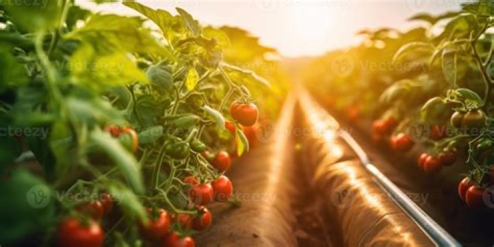 Organic tomatoes growing in a field organic tomatoes growing in a field
