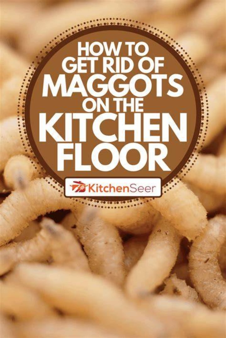Question: Why Are There Maggots On My Floor??