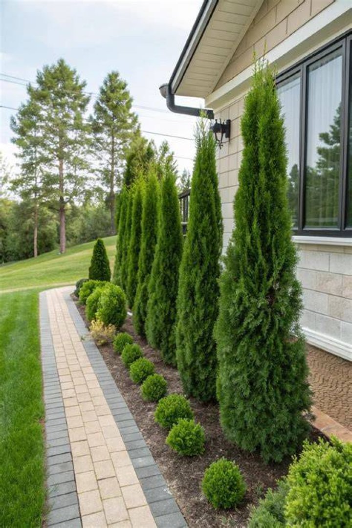 Should I mulch emerald green arborvitae?