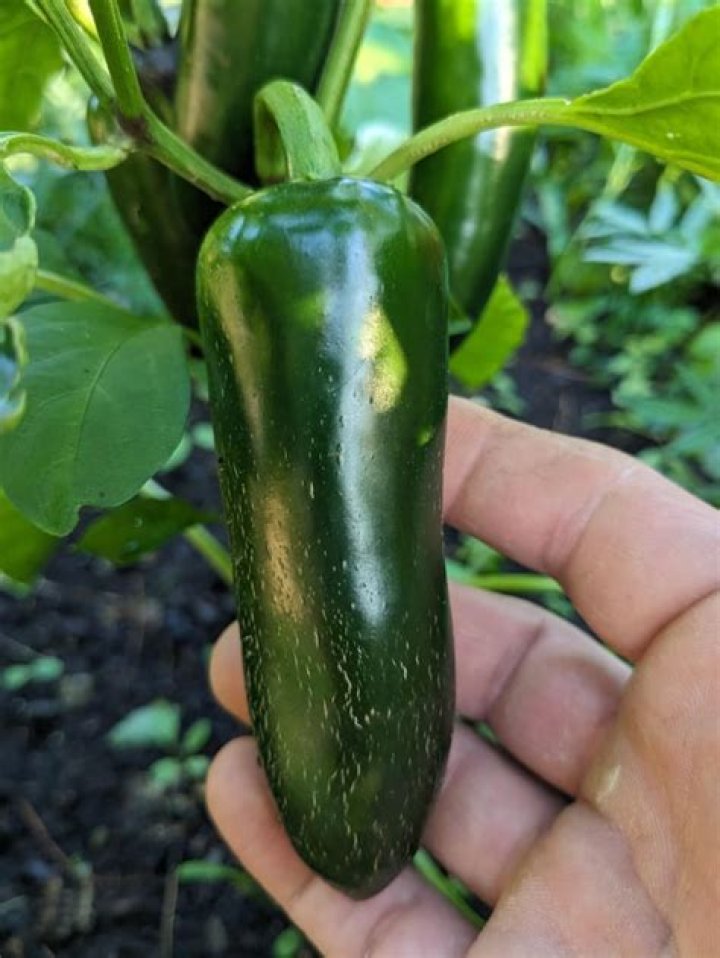 Sriracha Peppers Hybrid When To Pick? (Solution found)