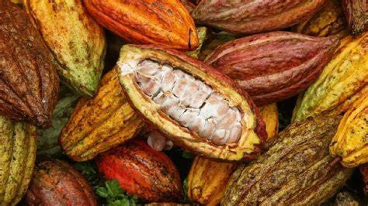 Waar Komt Chocolade Vandaan? (Solved)