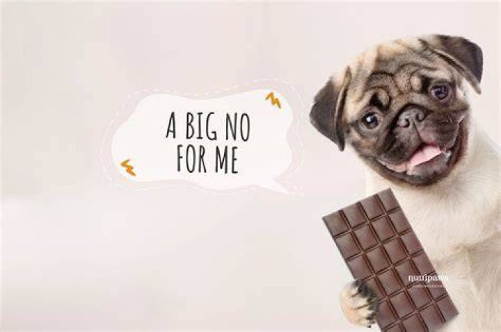 Waarom Is Chocolade Slecht Voor Honden? (Best solution)