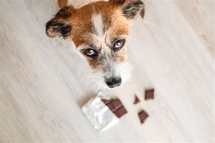 Wat Als Je Hond Chocolade Heeft Gegeten? (Question)