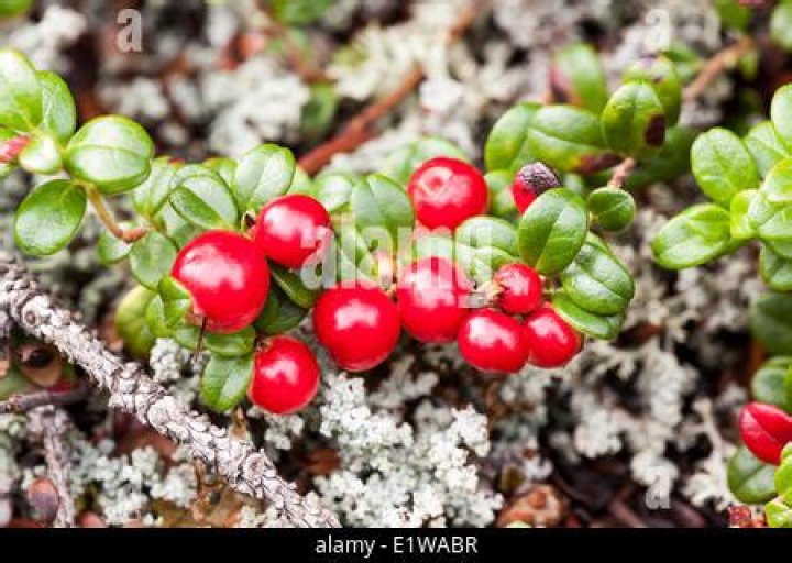 What are lingonberries called in Canada?