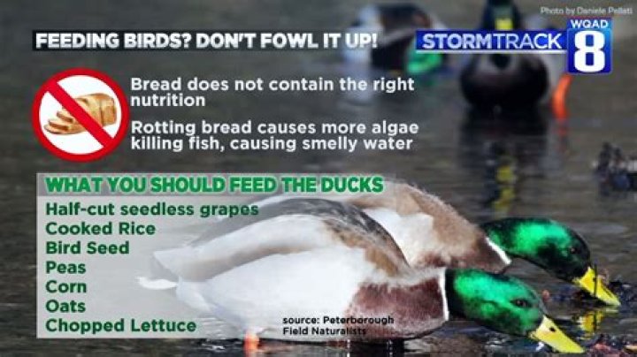 What can I feed wild ducks instead of bread?