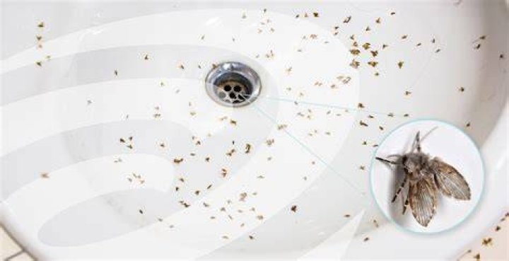 What Causes Drain Flies??