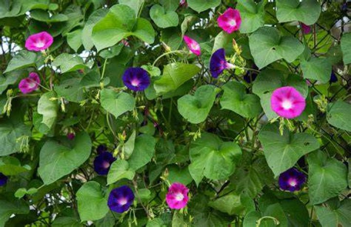 What does a morning glory leaf look like?