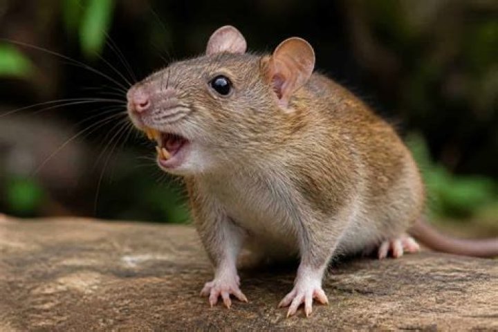 What does it mean when monkeys chatter their teeth?