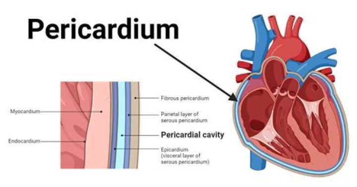 What Does “peri-” Mean? What Does “cardial Or “cardium” Mean? (Solution)