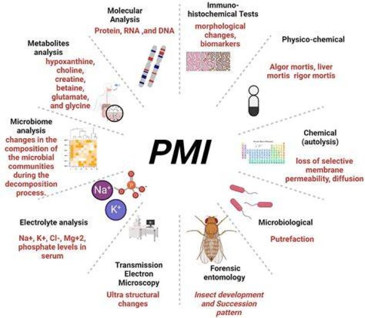 What does PMI stand for forensic entomology?