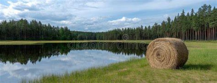 What does putting hay in a pond do?