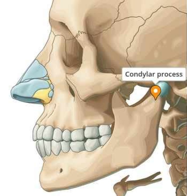 What does the condylar canal do?