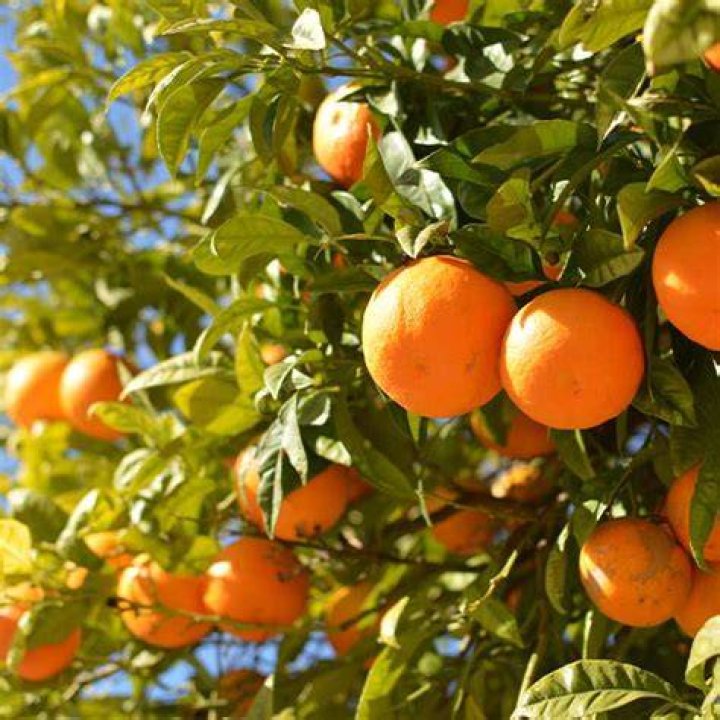 What is a Hamlin orange tree?