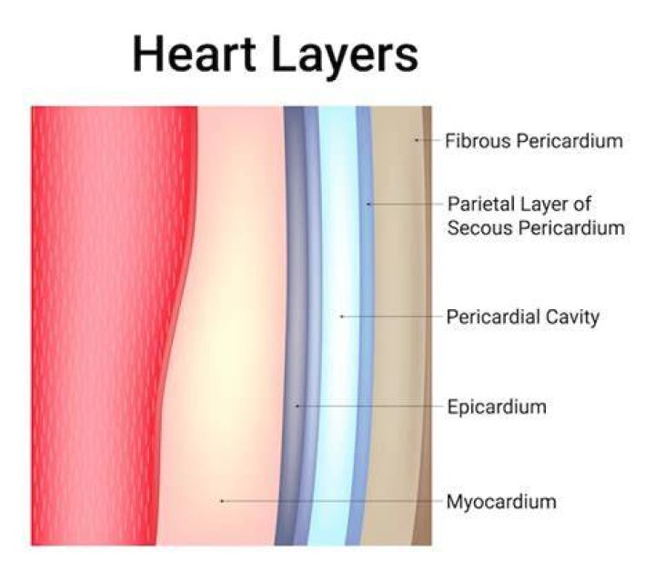 What Is A Peri Cardial Adhesion? (Perfect answer)