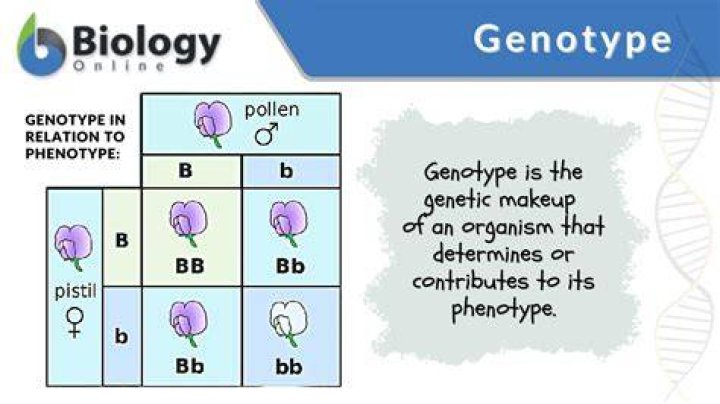 What is genotype and example?