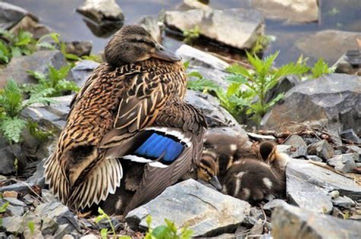 What is normal duckling behavior?