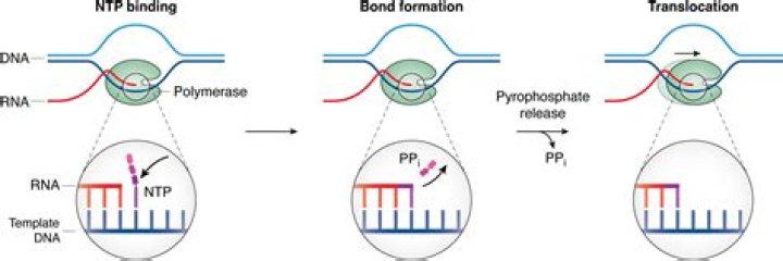 What is NTP in transcription?