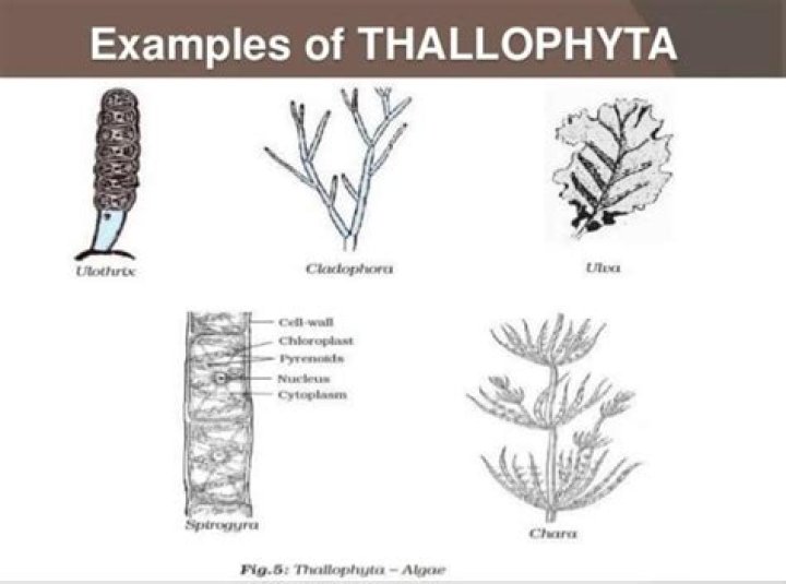 What is Thallophyta?