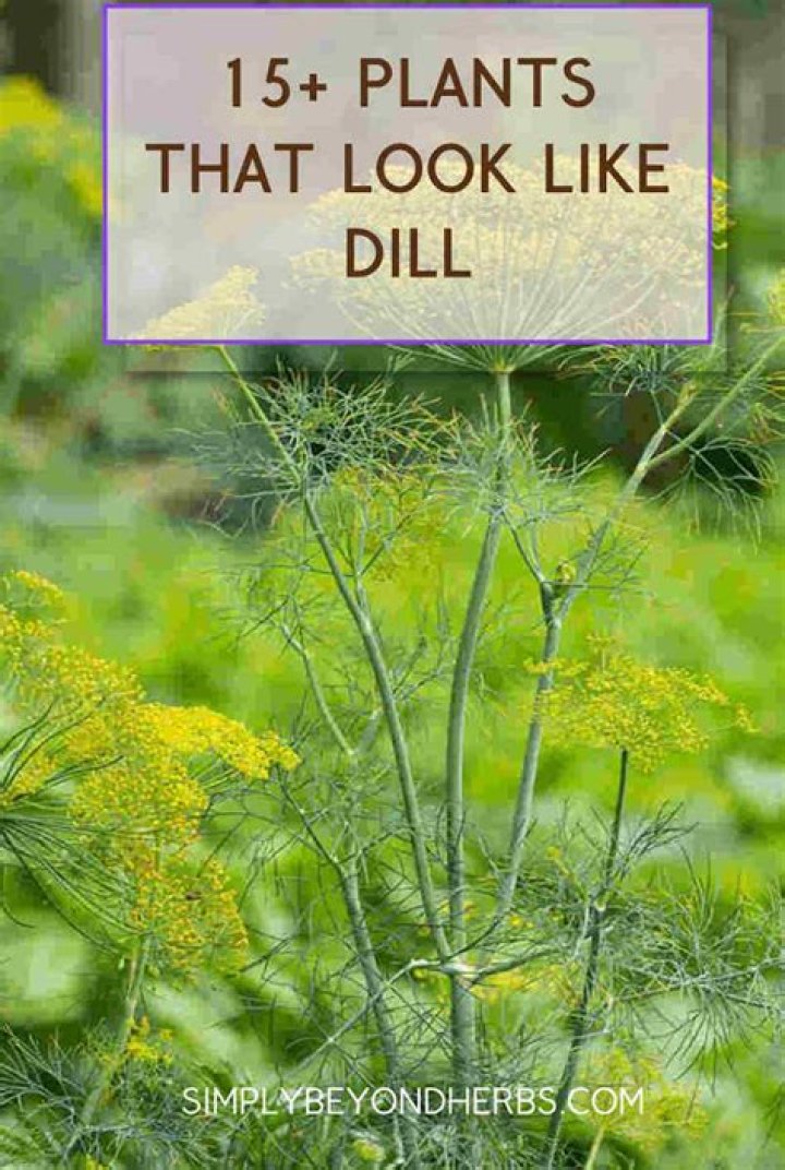 What other herb looks like dill?