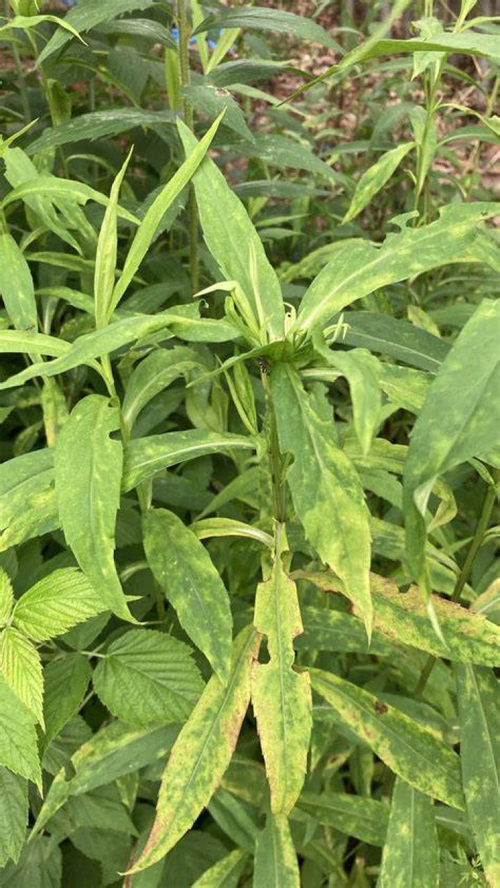 What plants can get aster yellows?