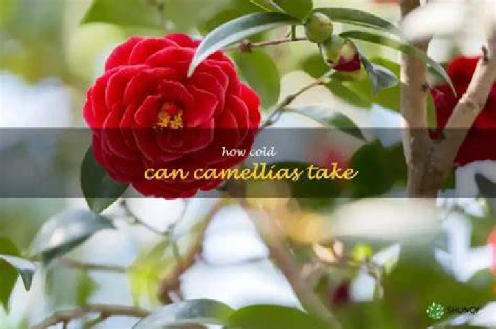 What temperature can camellias tolerate?