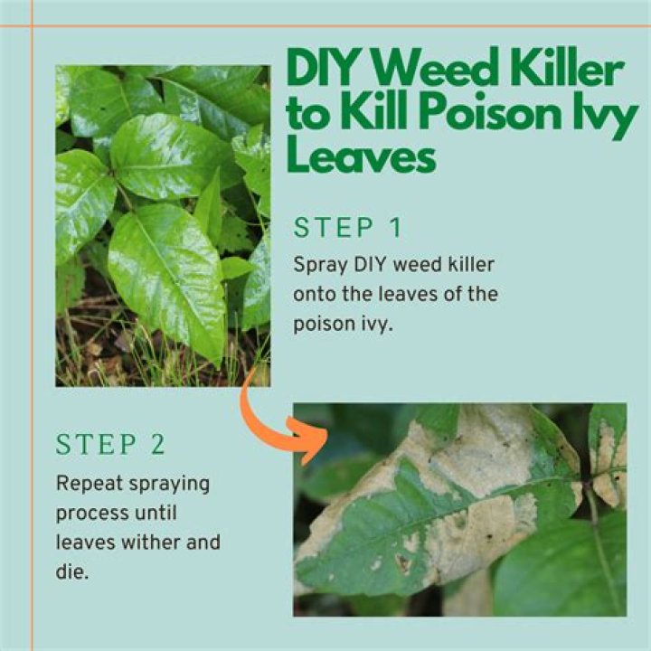 What will permanently kill poison ivy?