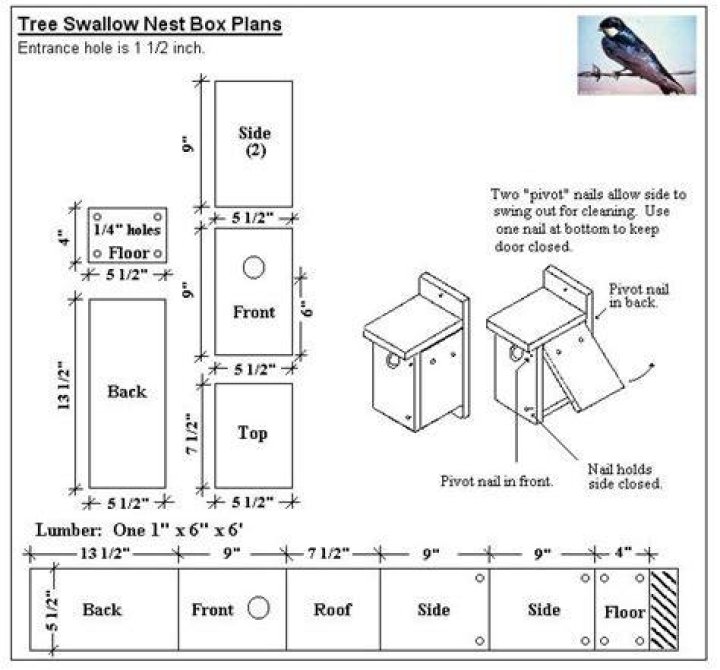 Where should a swallow nest box be located?