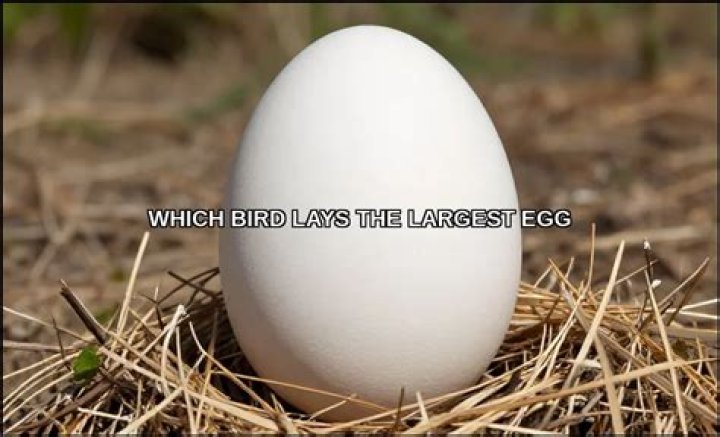Which bird lays the largest egg answer?