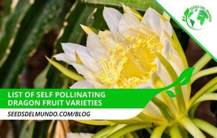 Which dragon fruit are self pollinating?