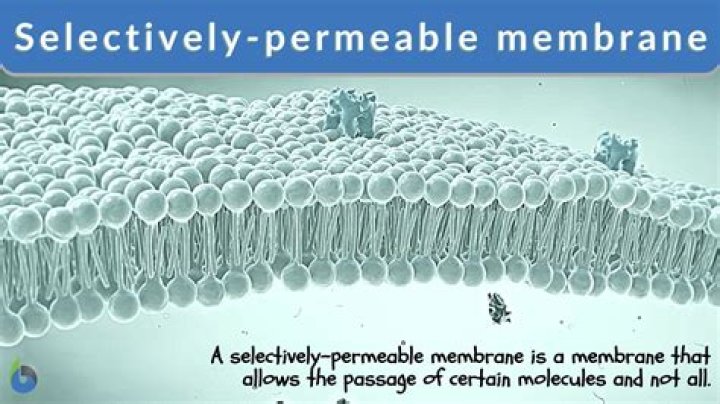 Why are cell membranes selectively permeable?