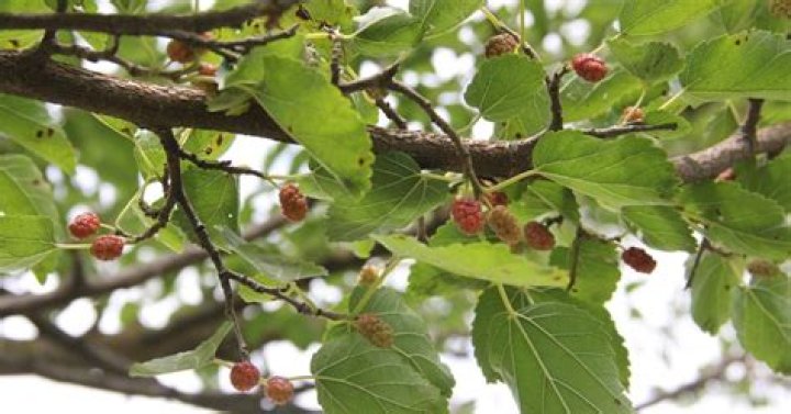 Why are mulberry trees illegal?