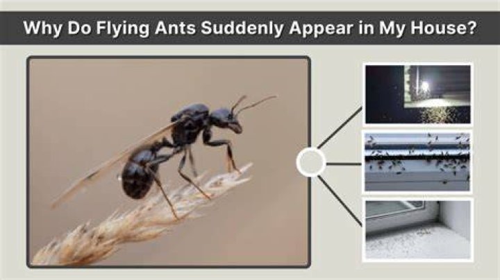Why do I have ants in my microwave?