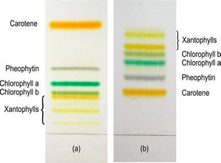 Why is chlorophyll more polar than Xanthophyll?