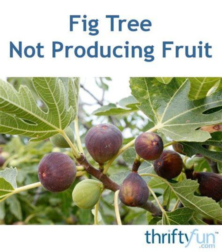Why is my fig tree not producing fruit?