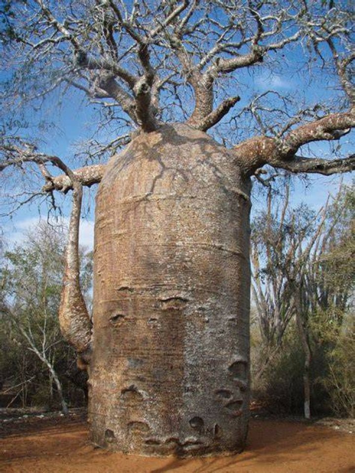 Why is the baobab tree called the bottle tree?