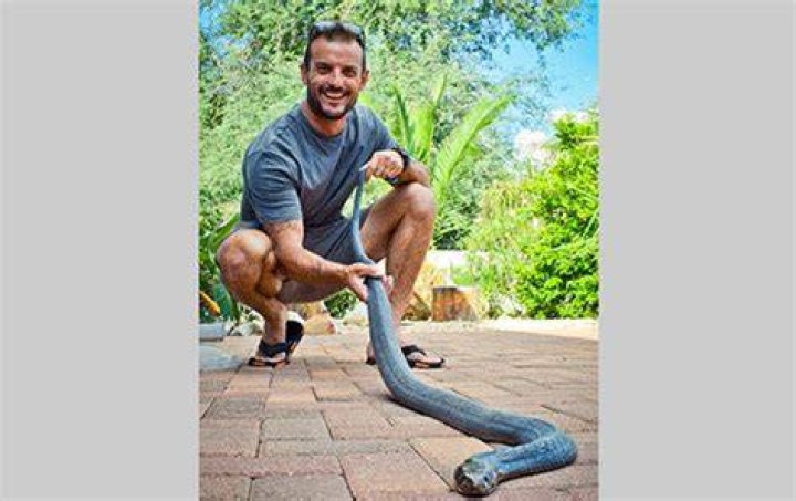 Will kerosene kill snakes?